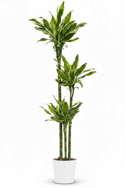 Dracaena Fragrans, Golden Coast, Cornstalk Dracena – image 5