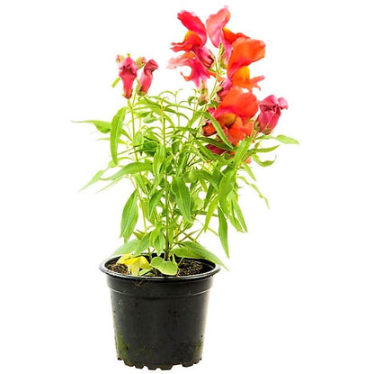 Antirrhium Majus, Snapdragon, Antirrhinum (small) – image 2