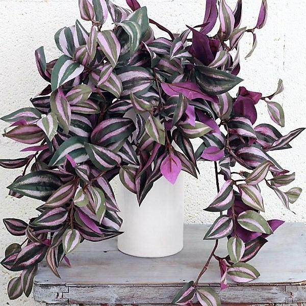 Tradescantia zebrina , Wandering Jew – image 3
