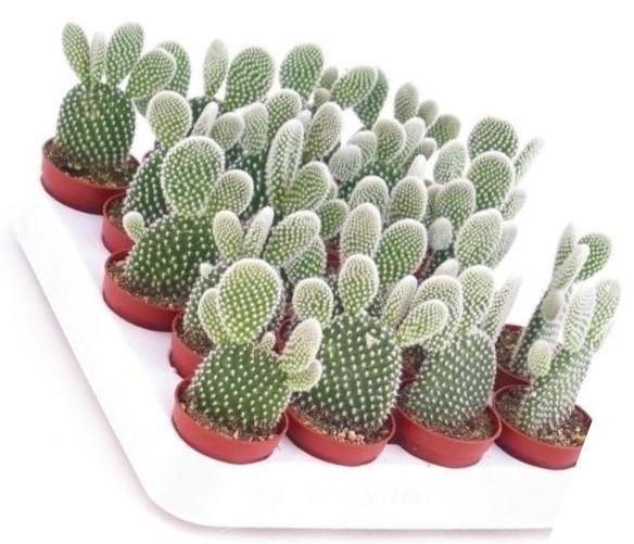 Bunny Ears, Cactus Opuntia Albata – image 3