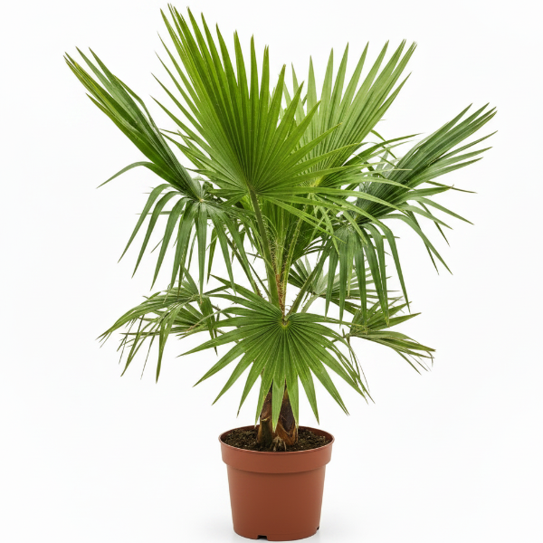 Mexican Fan Palm, Washingtonia Robusta – image 1