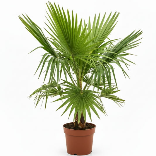 Mexican Fan Palm, Washingtonia Robusta – image 1