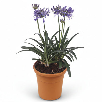 Agapanthus African, African Lily – image 2