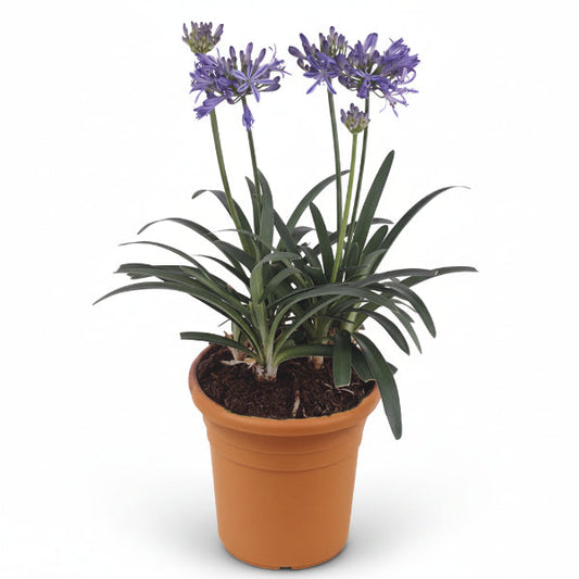 Agapanthus African, African Lily – image 2