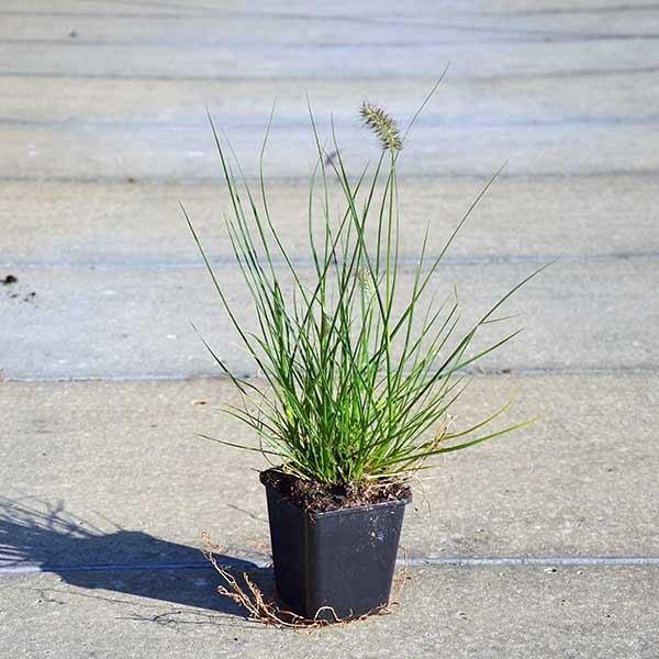 Pennisetum alopecuroides, Chinese fountain grass – image 4