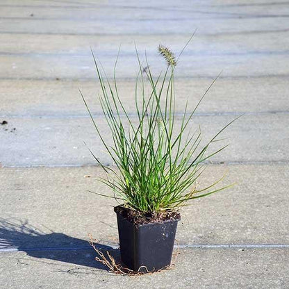 Pennisetum alopecuroides, Chinese fountain grass – image 4