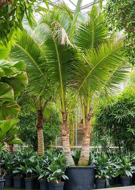 Coconut Palm, Cocos Nucifera – image 10