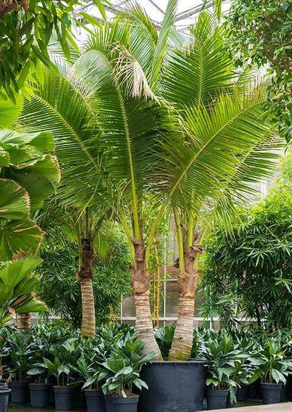 Coconut Palm, Cocos Nucifera – image 10