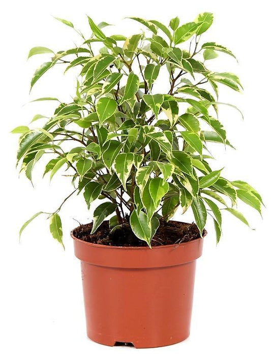 Ficus Benjamina, Kinky – image 2