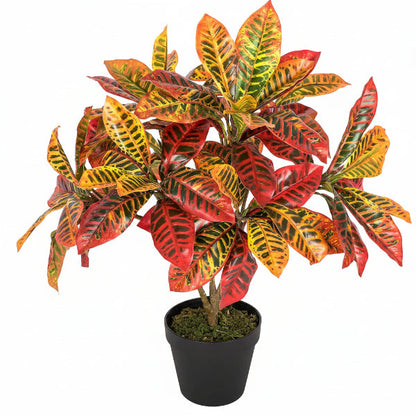 Croton Petra, Garden Croton (Outdoor) – image 3