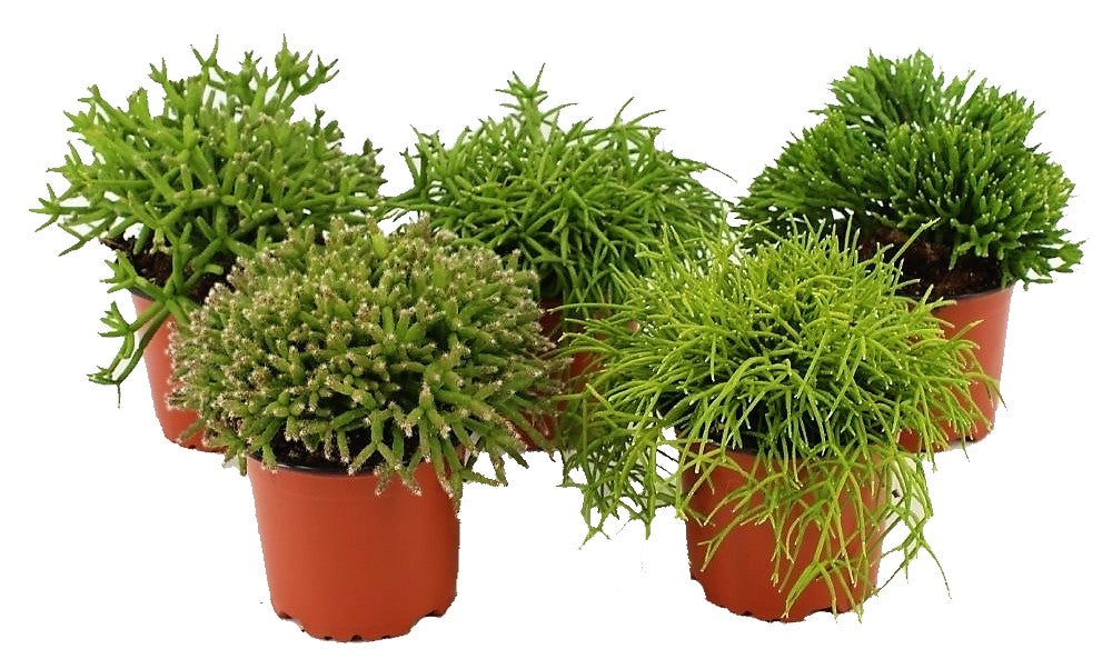 Rhipsalis – image 2