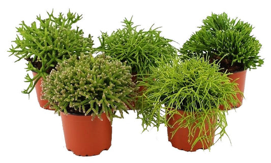 Rhipsalis – image 2