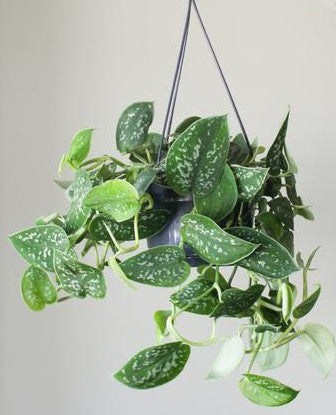 Satin Pothos Hanging – image 4