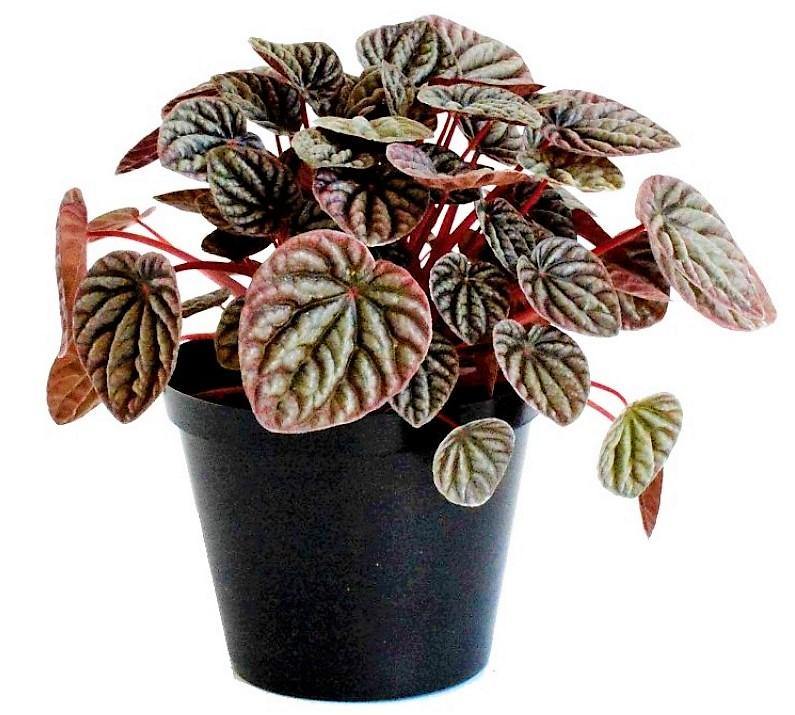 Peperomia Red Luna – image 3
