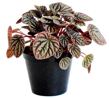 Peperomia Red Luna – image 3