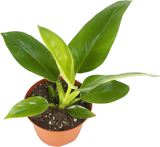 Philodendron Imperial Green – image 2