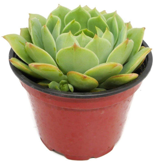 Echeveria succulent – image 2