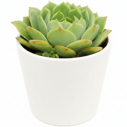 Echeveria succulent – image 6