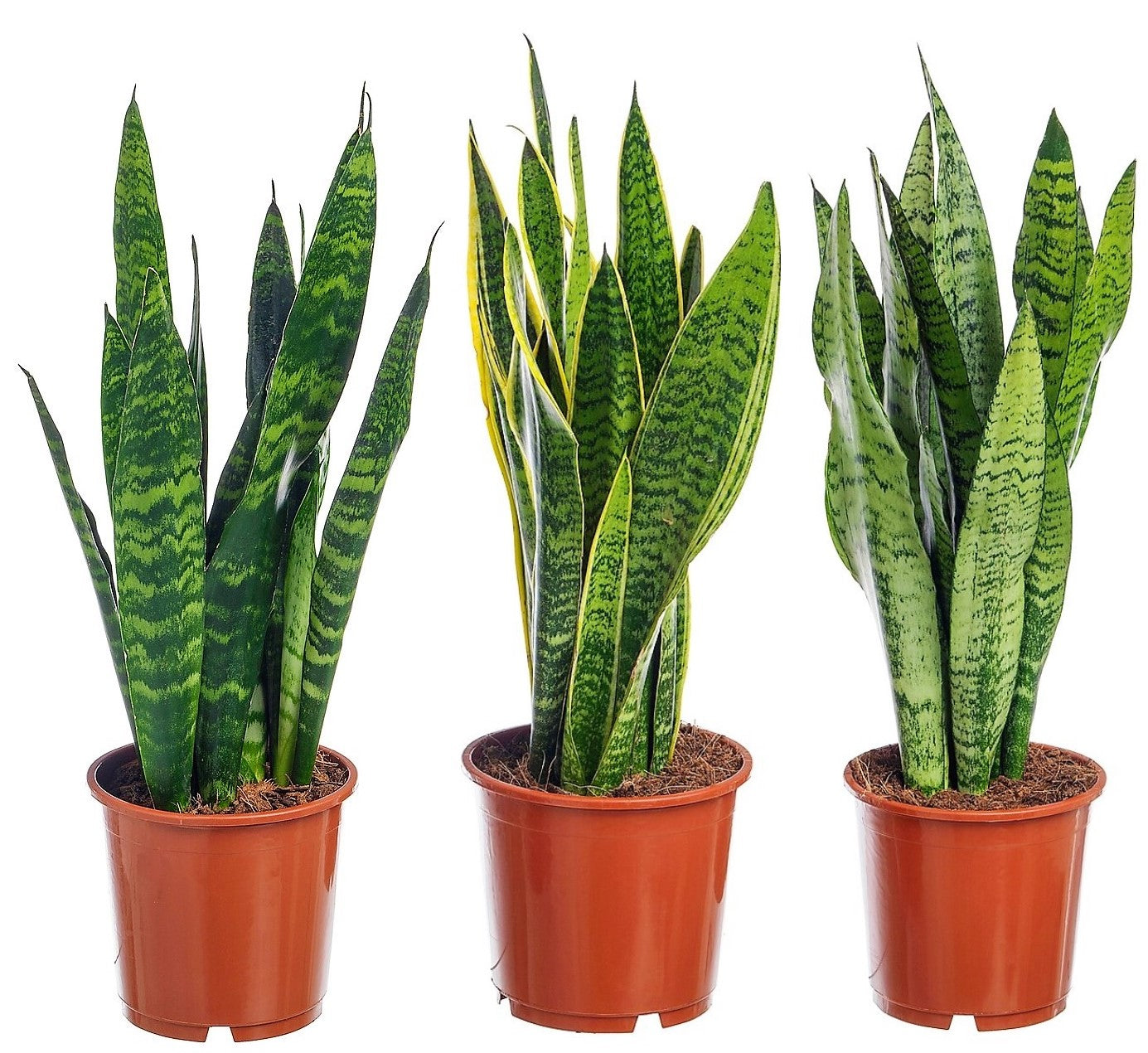 Snake Plant, Sansevieria Trifasciata, Laurentii, indoor – image 6