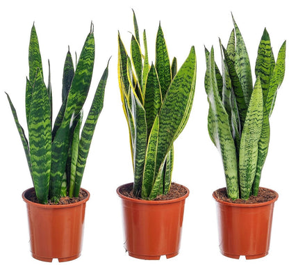 Snake Plant, Sansevieria Trifasciata, Laurentii, indoor – image 6