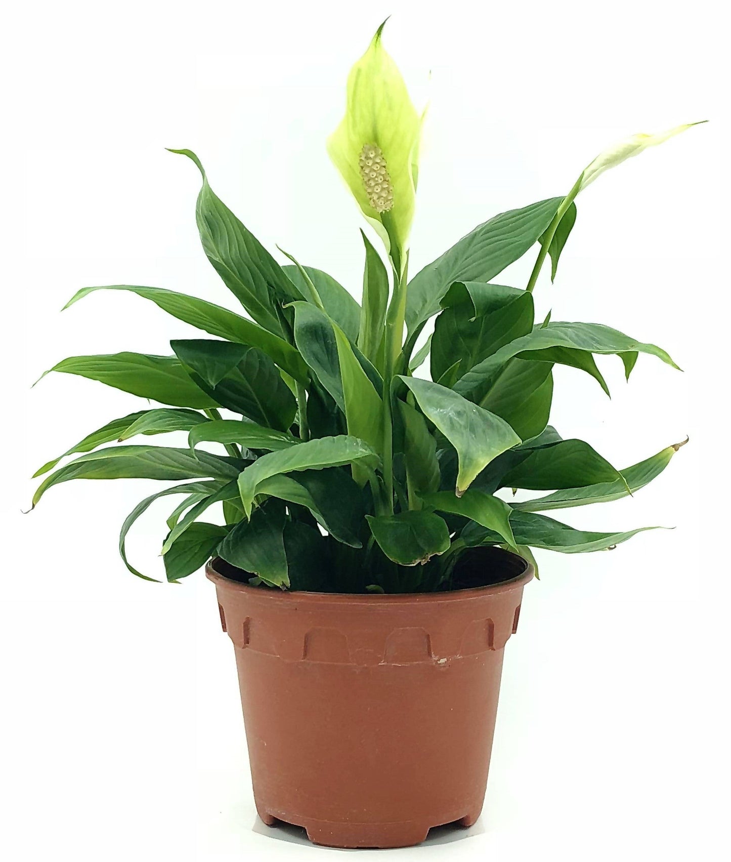 Peace Lily - Spathiphyllum – Green Plants