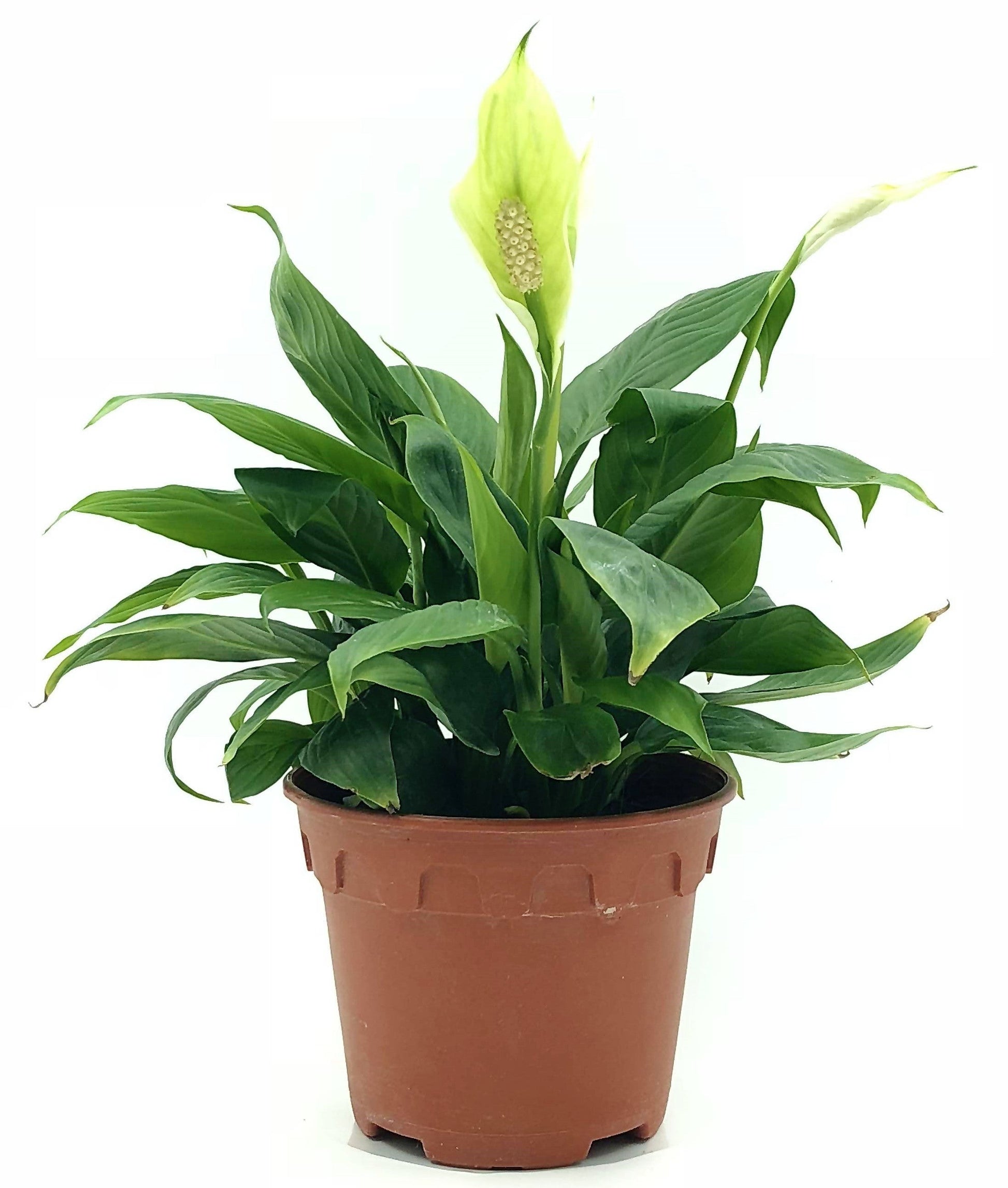 Peace Lily - Spathiphyllum – Green Plants