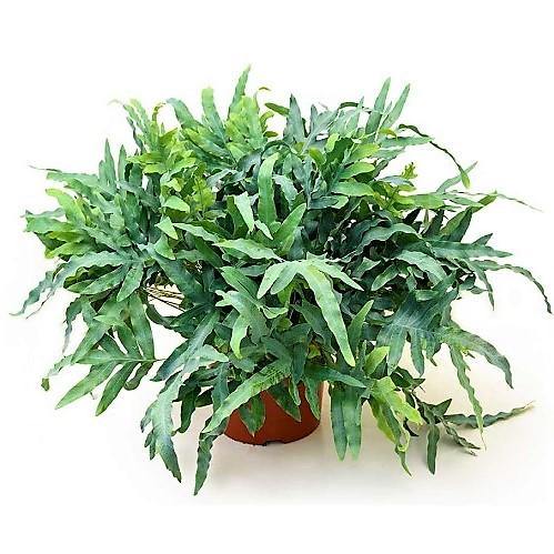 Blue Star Fern, Phlebodium Blue Star – image 5