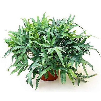 Blue Star Fern, Phlebodium Blue Star – image 5