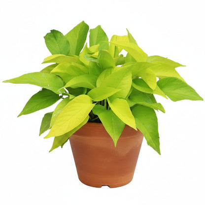 Neon Pothos – image 4