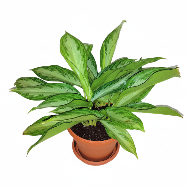 Silver Queen - Aglaonema Commutatum 'Silver Queen' – Green Plants