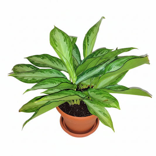 Silver Queen - Aglaonema Commutatum 'Silver Queen' – Green Plants
