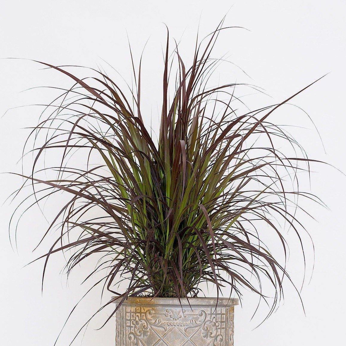 Pennisetum Rubrum, Purple Fountain Grass, African Fountain Grass, Tender Fountain Grass – image 4