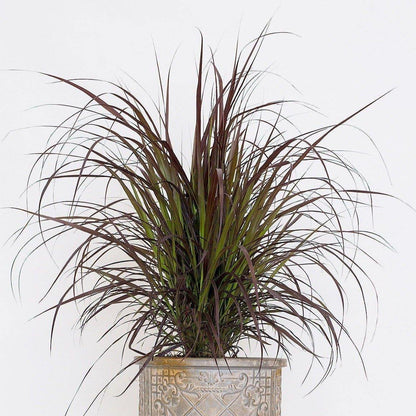 Pennisetum Rubrum, Purple Fountain Grass, African Fountain Grass, Tender Fountain Grass – image 4