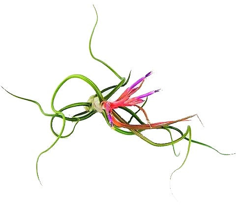 Tillandsia Bulbosa, Air Plant – image 2