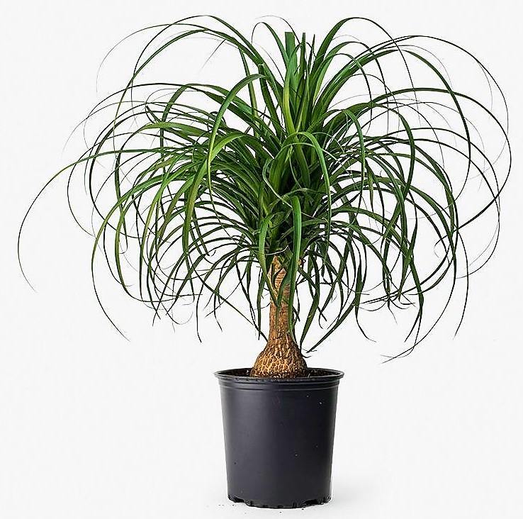 Elephant’s Foot, Beaucarnea Recurvata, Ponytail Palm – image 4