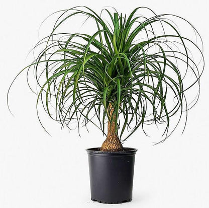 Elephant’s Foot, Beaucarnea Recurvata, Ponytail Palm – image 4