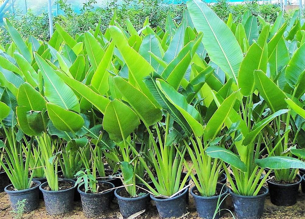 Ravenala Madagascariensis, Traveller’s Palm – image 3
