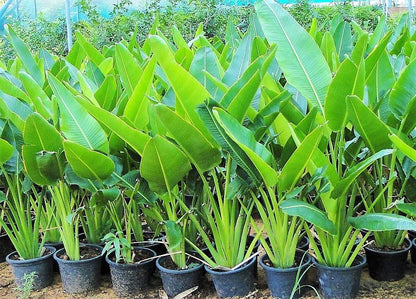 Ravenala Madagascariensis, Traveller’s Palm – image 3