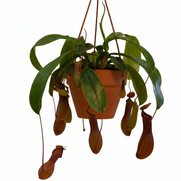 Monkey Jar , Nepenthes – image 3