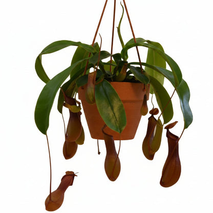 Monkey Jar , Nepenthes – image 3