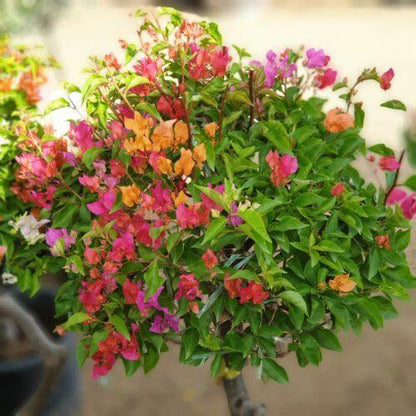 Bougainvillea Multicolor Specimen Single Head – image 6