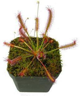 Drosera capensis or Cape Sundew – image 4