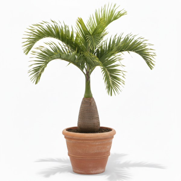 Bottle Palm, Hyophorbe Lagenicaulis – image 1