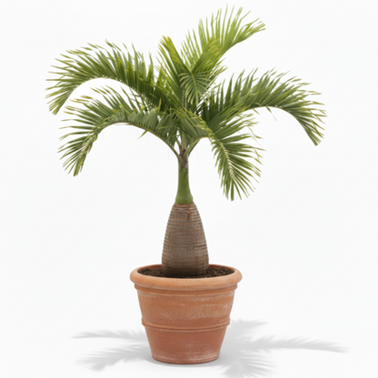 Bottle Palm, Hyophorbe Lagenicaulis – image 1