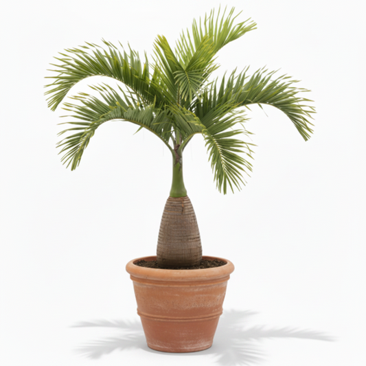 Bottle Palm, Hyophorbe Lagenicaulis – image 1