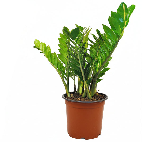 ZZ Plant - Zamioculcas Zamiifolia, Zanzibar Gem – Green Plants