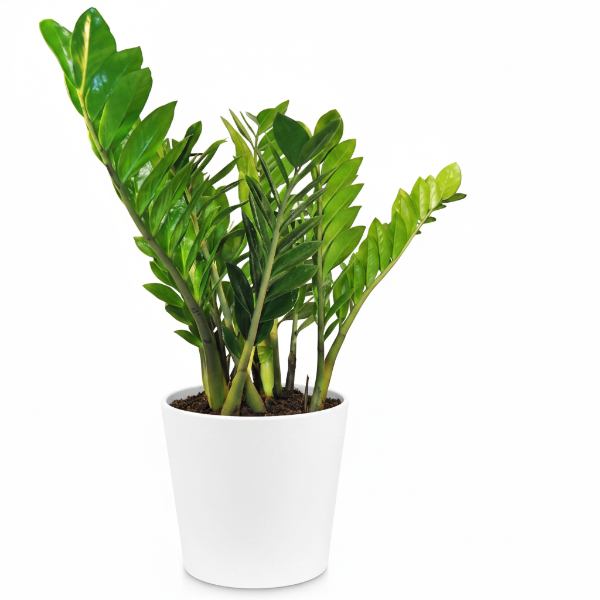 ZZ Plant - Zamioculcas Zamiifolia, Zanzibar Gem – Green Plants