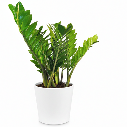 ZZ Plant - Zamioculcas Zamiifolia, Zanzibar Gem – Green Plants