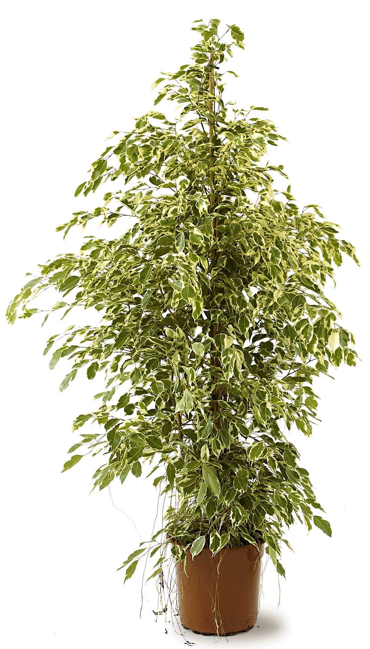 Ficus Benjamina, Twilight – image 4