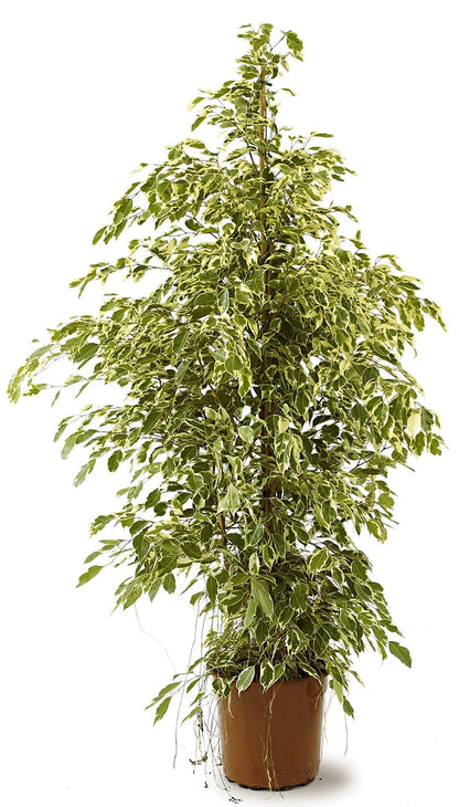 Ficus Benjamina, Twilight – image 4